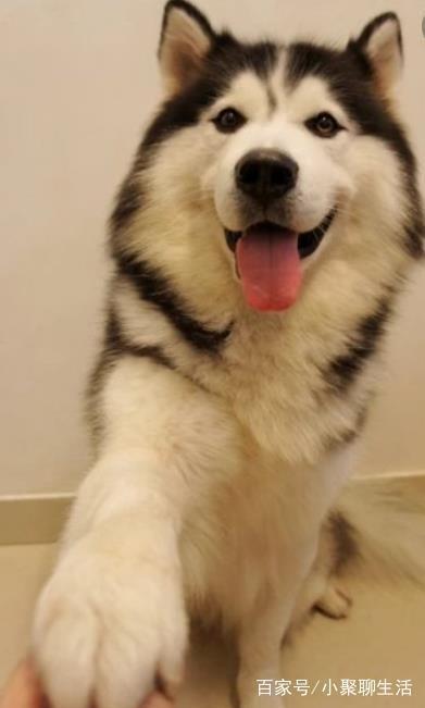 这些生长在寒冷地区的犬类，你知道多少