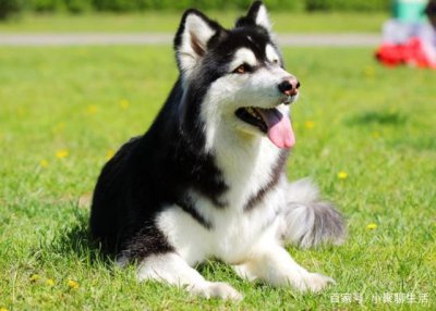 ​这些生长在寒冷地区的犬类，你知道多少