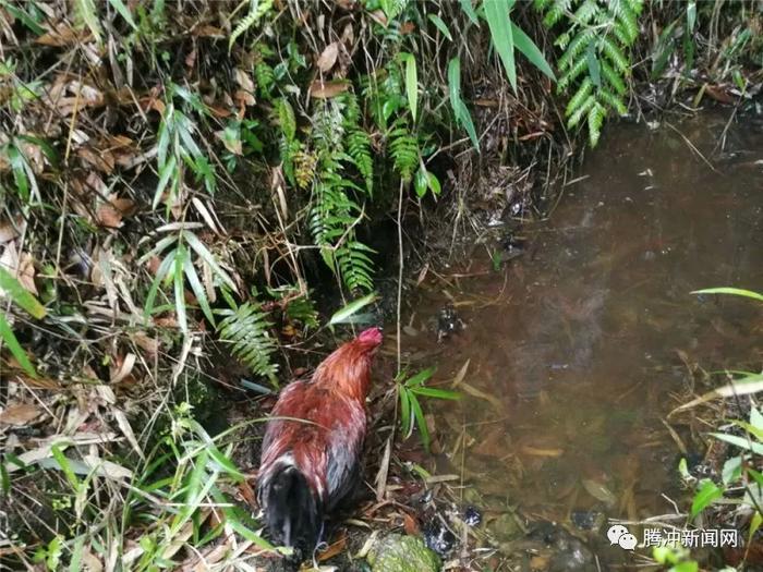 腾冲有个神秘的“扯雀塘”：飞鸟走禽家畜常常猝死于此