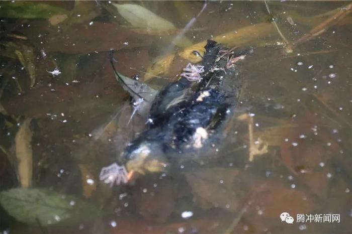 腾冲有个神秘的“扯雀塘”：飞鸟走禽家畜常常猝死于此