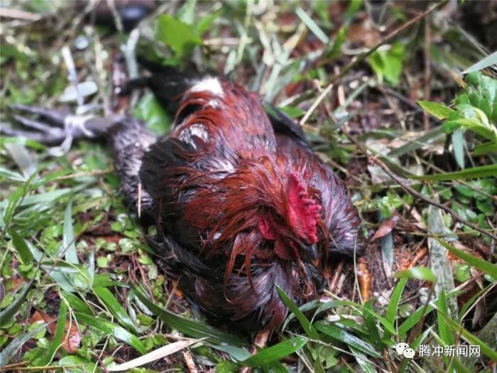 腾冲有个神秘的“扯雀塘”：飞鸟走禽家畜常常猝死于此