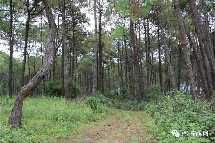 腾冲有个神秘的“扯雀塘”：飞鸟走禽家畜常常猝死于此