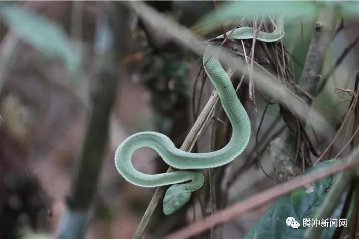 腾冲有个神秘的“扯雀塘”：飞鸟走禽家畜常常猝死于此