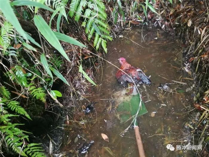 腾冲有个神秘的“扯雀塘”：飞鸟走禽家畜常常猝死于此