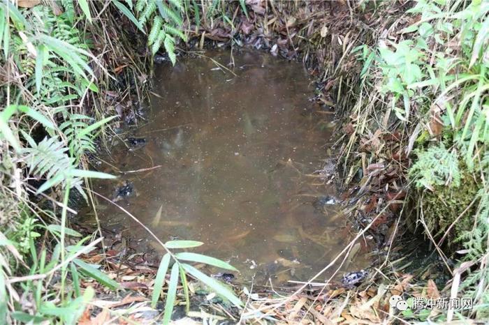 腾冲有个神秘的“扯雀塘”：飞鸟走禽家畜常常猝死于此