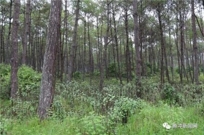 ​腾冲有个神秘的“扯雀塘”：飞鸟走禽家畜常常猝死于此