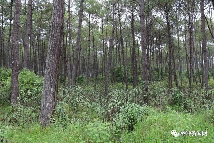 腾冲有个神秘的“扯雀塘”：飞鸟走禽家畜常常猝死于此