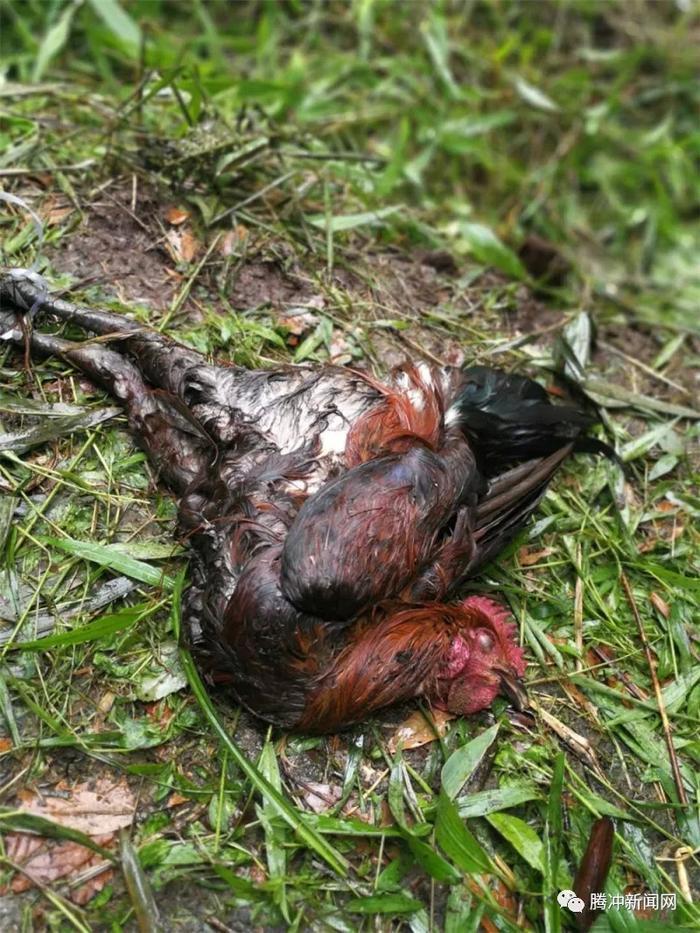 腾冲有个神秘的“扯雀塘”：飞鸟走禽家畜常常猝死于此