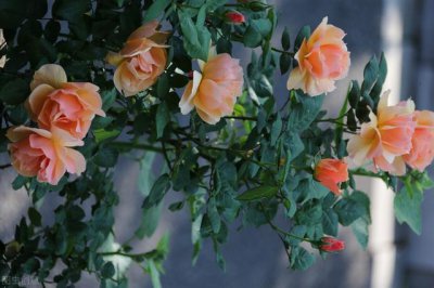 ​月季花品种很多，这几种欧月月季非常漂亮，你见过吗？