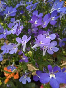 ​六倍利的繁殖方法