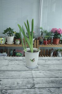 ​水培风信子什么时候换水