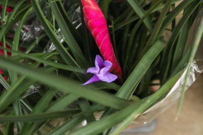 ​铁兰花怎么养