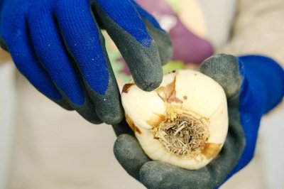 ​水仙花的传说