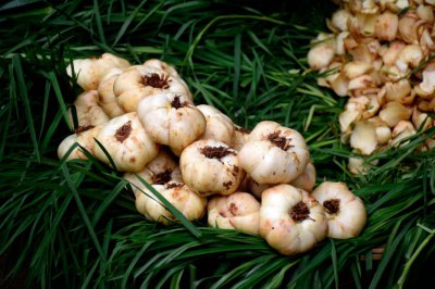 ​蒜怎么种，大蒜生长过程