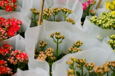 ​长寿花开花后怎么剪枝