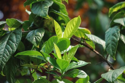 ​栀子花什么时候长花苞