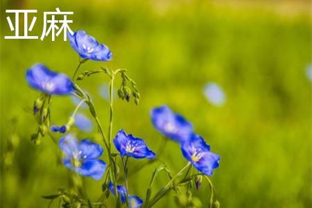 亚麻花.jpg 亚麻花.jpg