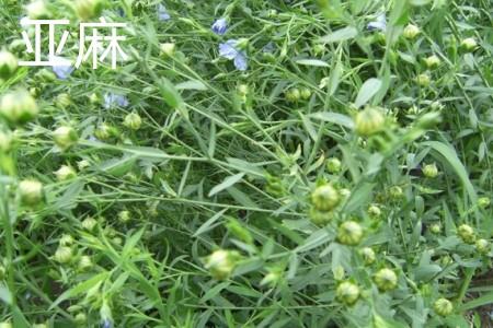 亚麻叶.jpg 亚麻叶.jpg