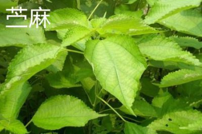 ​苎麻和亚麻的区别