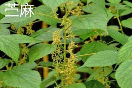 苎麻花.jpg 苎麻花.jpg