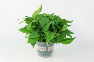 ​绿萝的花语是什么