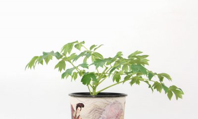 ​牡丹施肥方法，用什么肥好