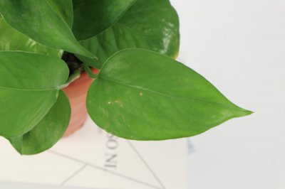 ​啤酒擦绿萝叶子行吗（什么植物可以用啤酒擦）