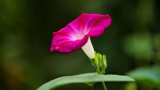 一生有坎坷,但暴风雨过后必定名利双收,迎来福报的四大生肖