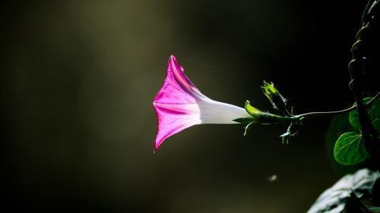 一生有坎坷,但暴风雨过后必定名利双收,迎来福报的四大生肖