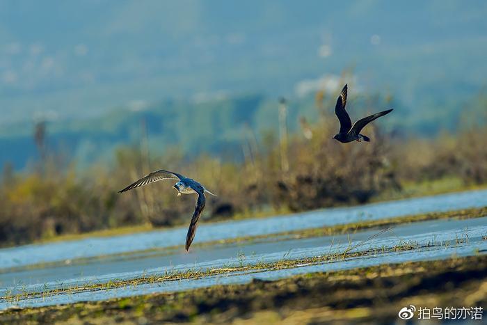 抢掠成性的贼鸥