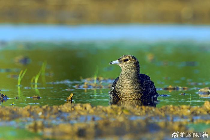 抢掠成性的贼鸥