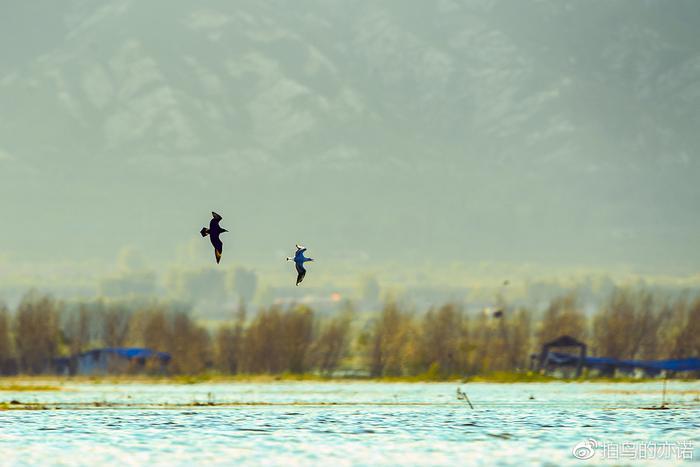 抢掠成性的贼鸥