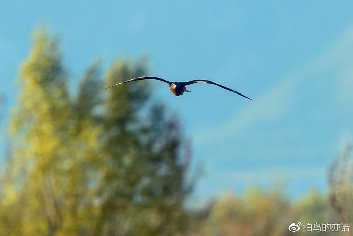 抢掠成性的贼鸥