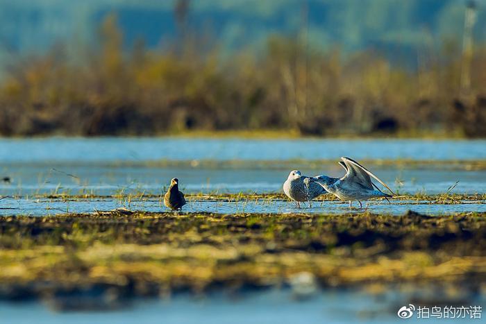 抢掠成性的贼鸥