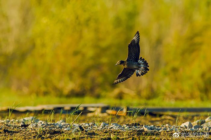 抢掠成性的贼鸥