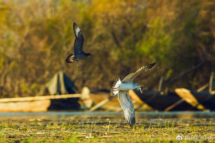 抢掠成性的贼鸥