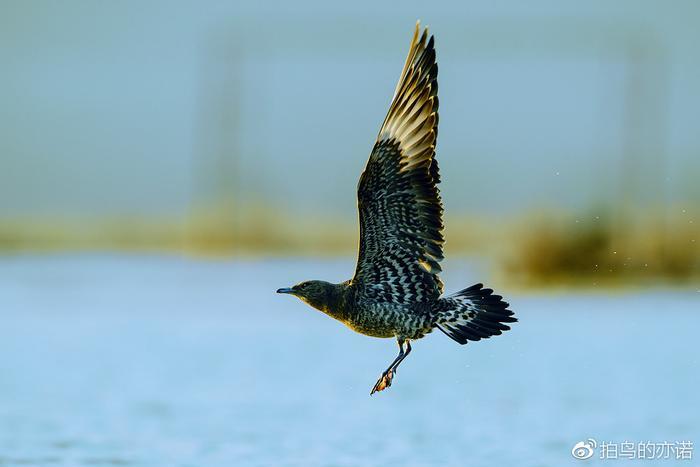 抢掠成性的贼鸥
