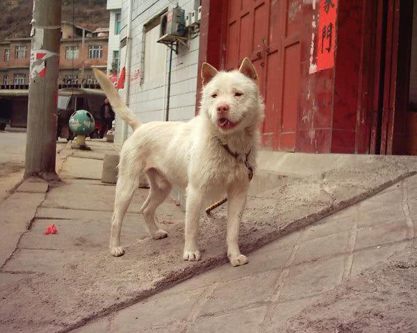 中国犬类的血统渊源流长,细数本土犬种,见过3个算我输!