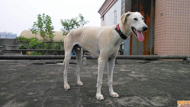 中国犬类的血统渊源流长,细数本土犬种,见过3个算我输!