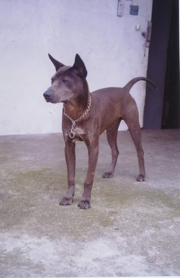 中国犬类的血统渊源流长,细数本土犬种,见过3个算我输!