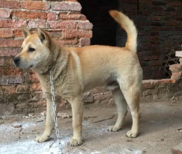 中国犬类的血统渊源流长,细数本土犬种,见过3个算我输!