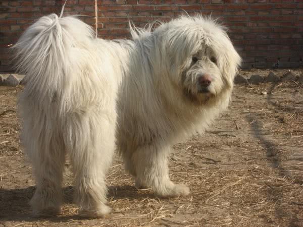 中国犬类的血统渊源流长,细数本土犬种,见过3个算我输!