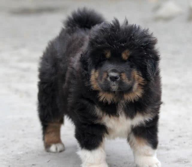 中国犬类的血统渊源流长,细数本土犬种,见过3个算我输!