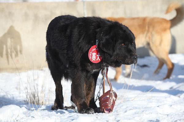 中国犬类的血统渊源流长,细数本土犬种,见过3个算我输!