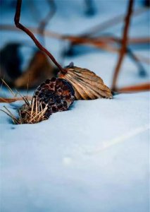 ​枯荷，就是在萧条和衰败中蕴含着无限生机和潜能的一种植物