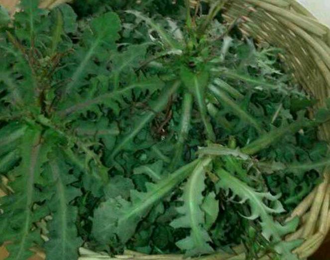 这野草，自带苦味却参考价值珍贵，您若采摘，请别挖根，谢谢