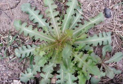 ​这野草，自带苦味却参考价值珍贵，您若采摘，请别挖根，谢谢