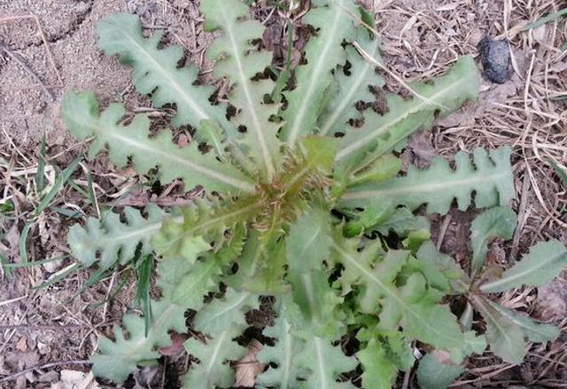 这野草，自带苦味却参考价值珍贵，您若采摘，请别挖根，谢谢