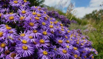 ​花朵小巧的紫苑花，花开一簇簇，惹人疼爱，多年生长繁殖不断