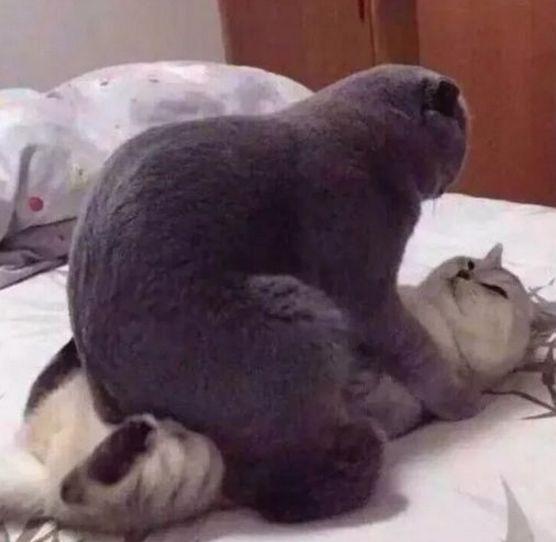 「搞笑图片」网恋的好套路啊